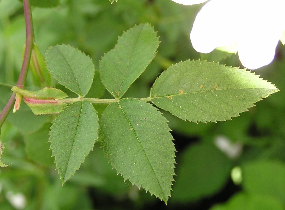 Feuille d'églantier (Rosa canina) portant une paire de stipules foliacés adnés (soudés au pétiole).