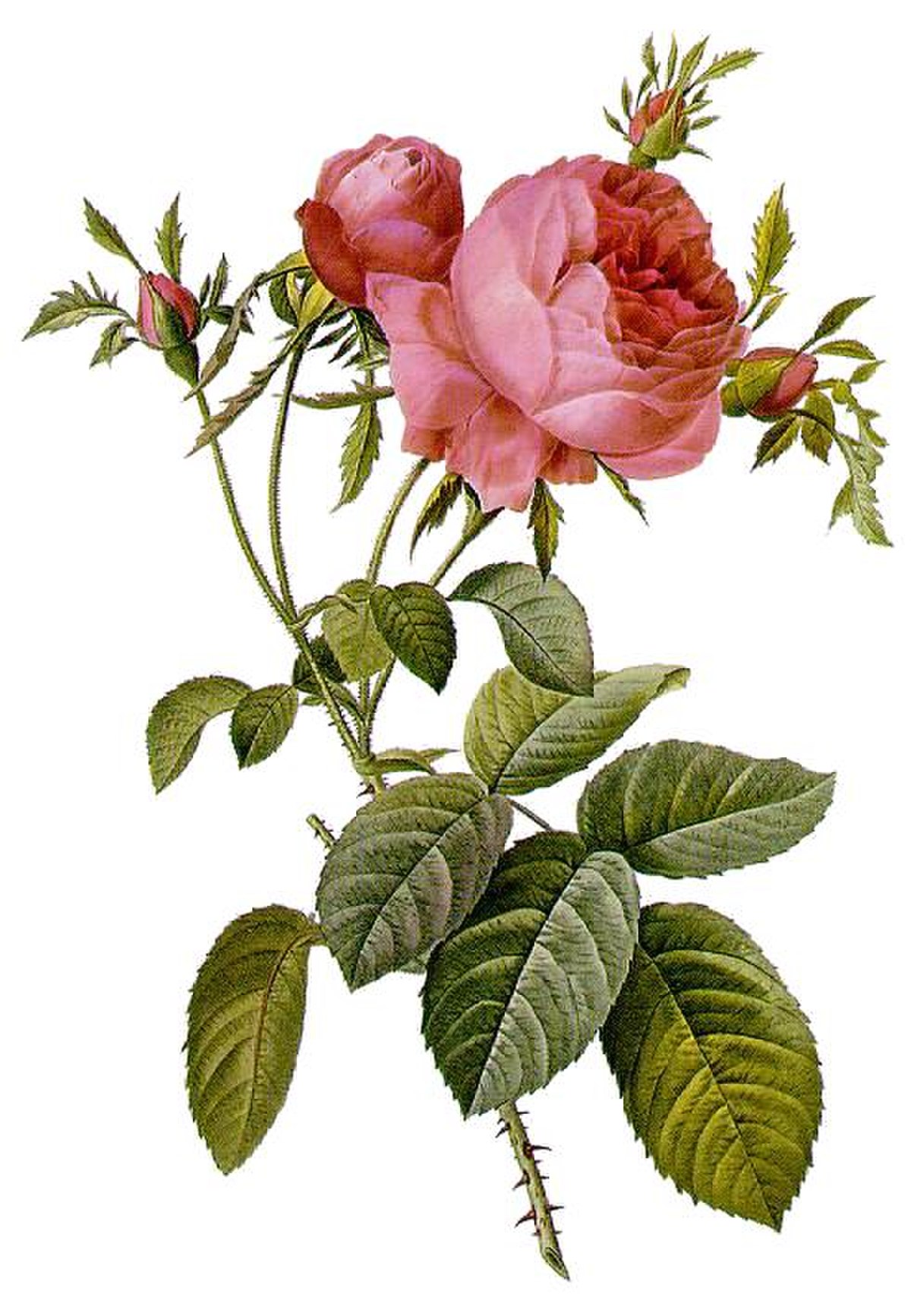 Rosa ×centifolia