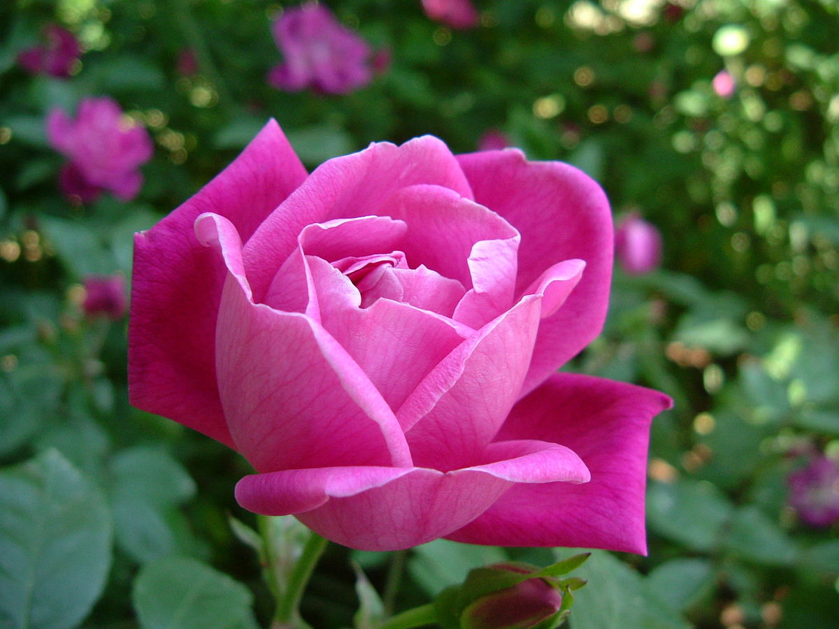 Rosa sect. Chinenses