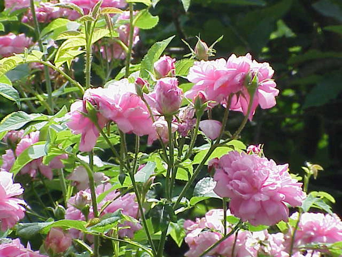 Rosa ×damascena
