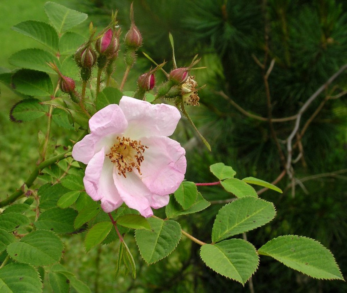 Rosa davidii