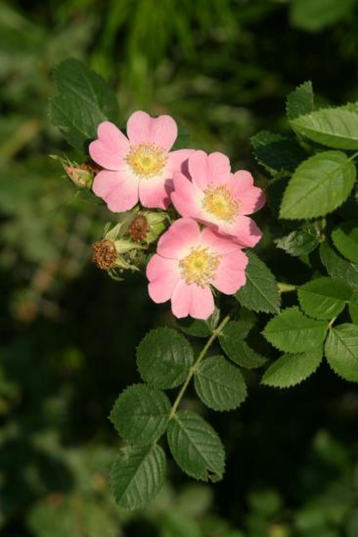 Rosa rubiginosa