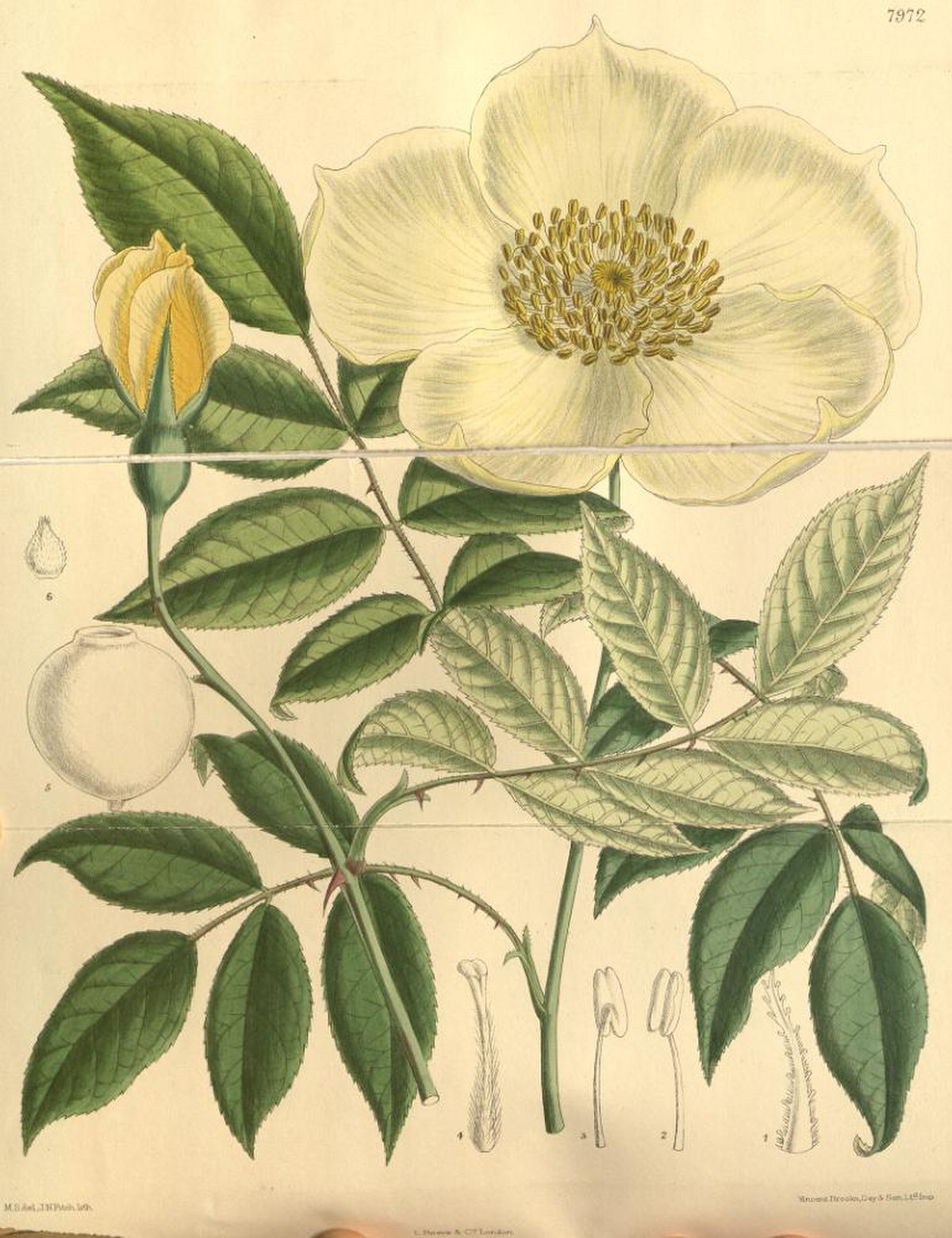 Rosa ×odorata gigantea