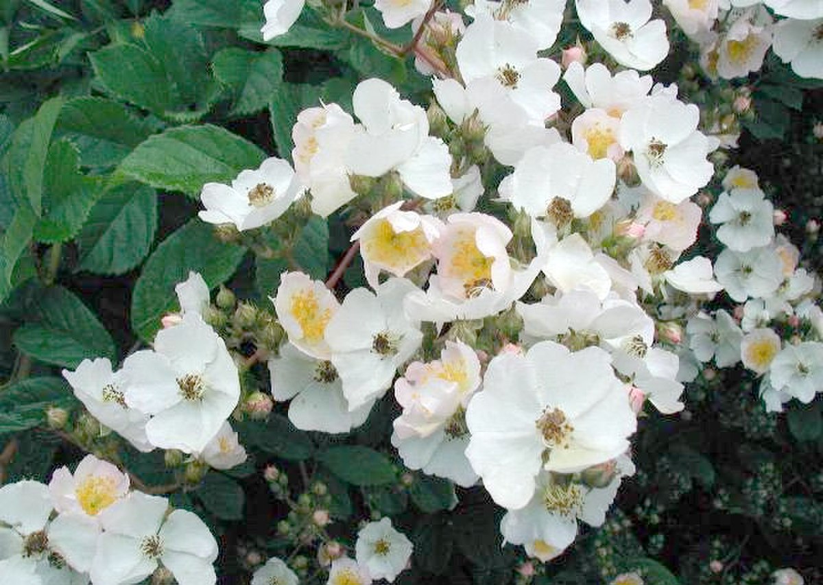 Rosa multiflora