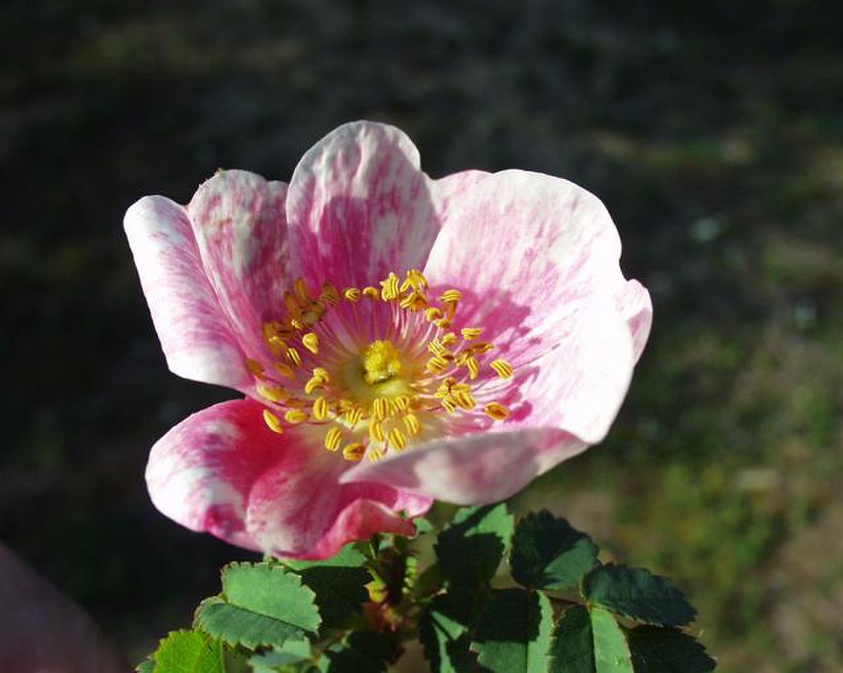 Rosa pimpinellifolia