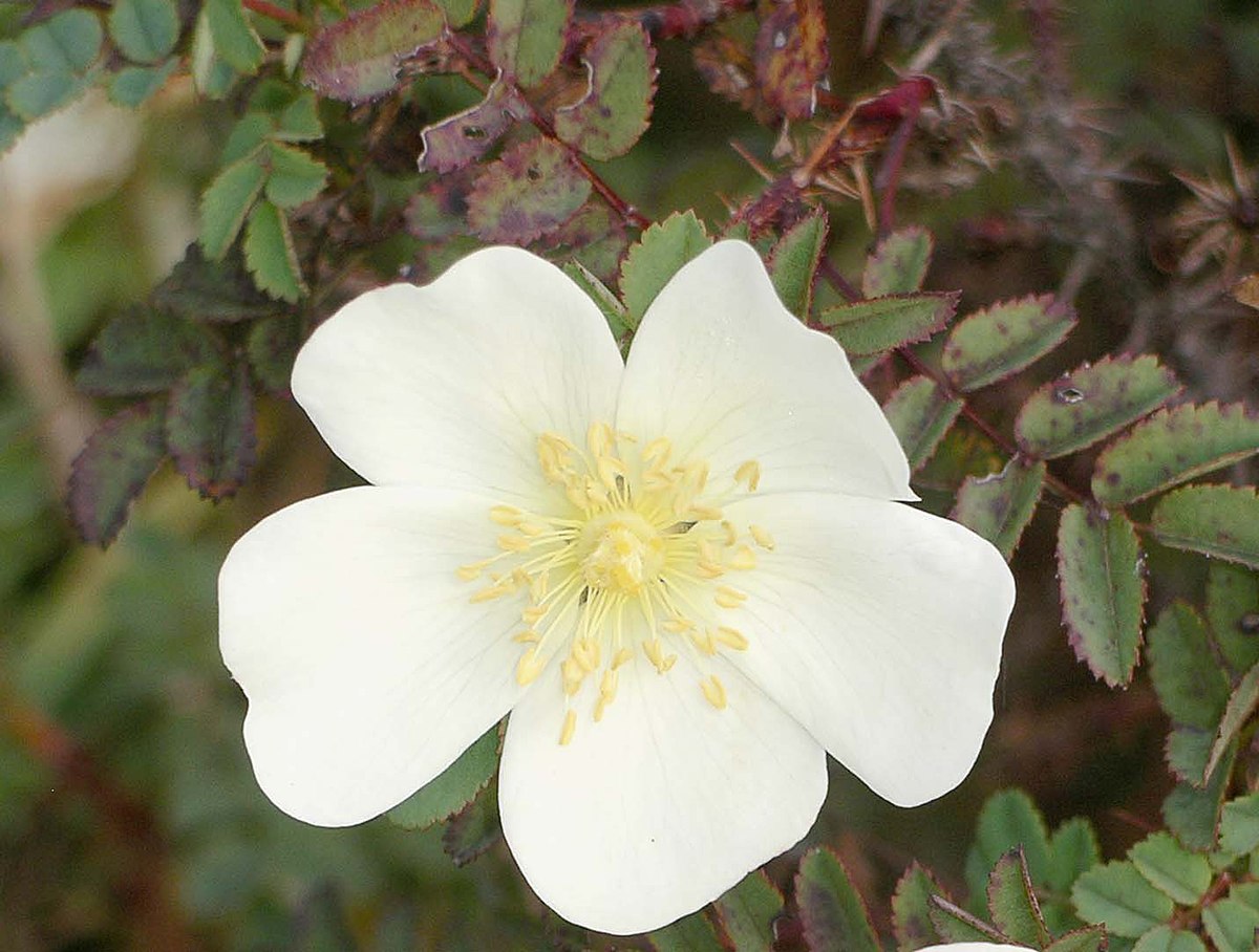Rosa sect. Pimpinellifoliae