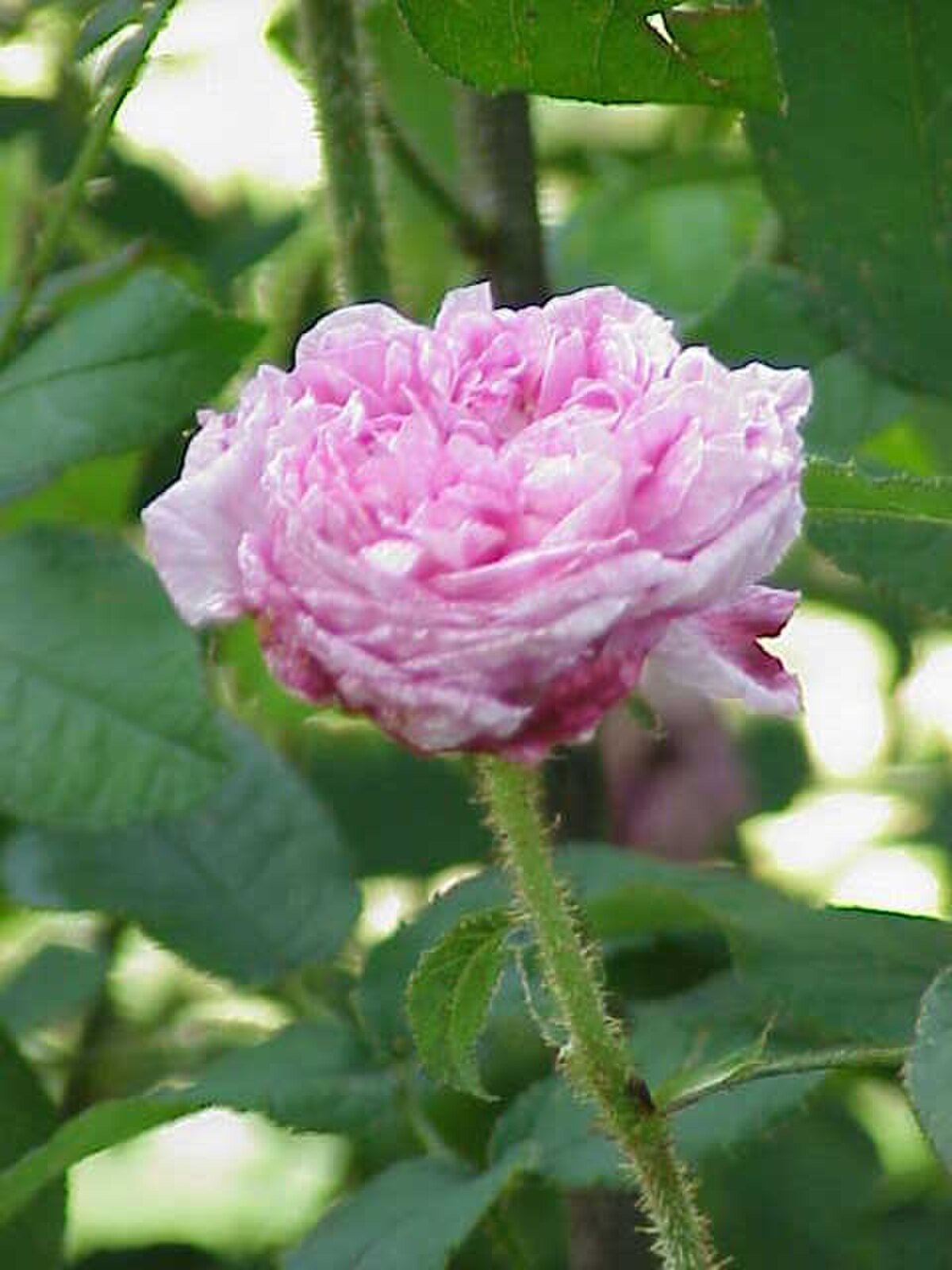 Rosier mousseux