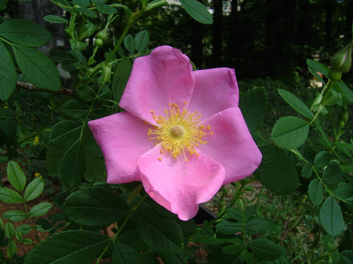 Rosa sect. Carolinae