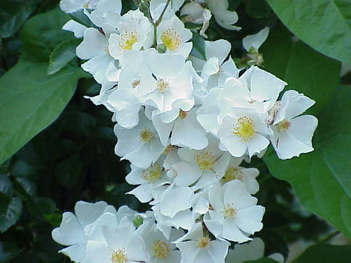Rosa luciae