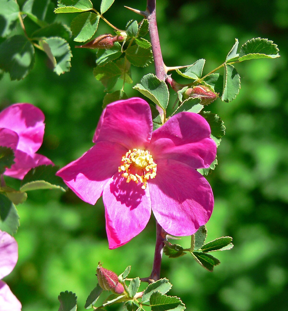 Rosa willmottiae