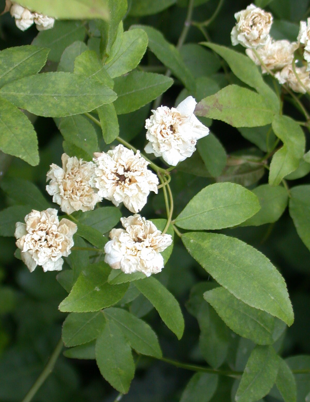 Rosa banksiae