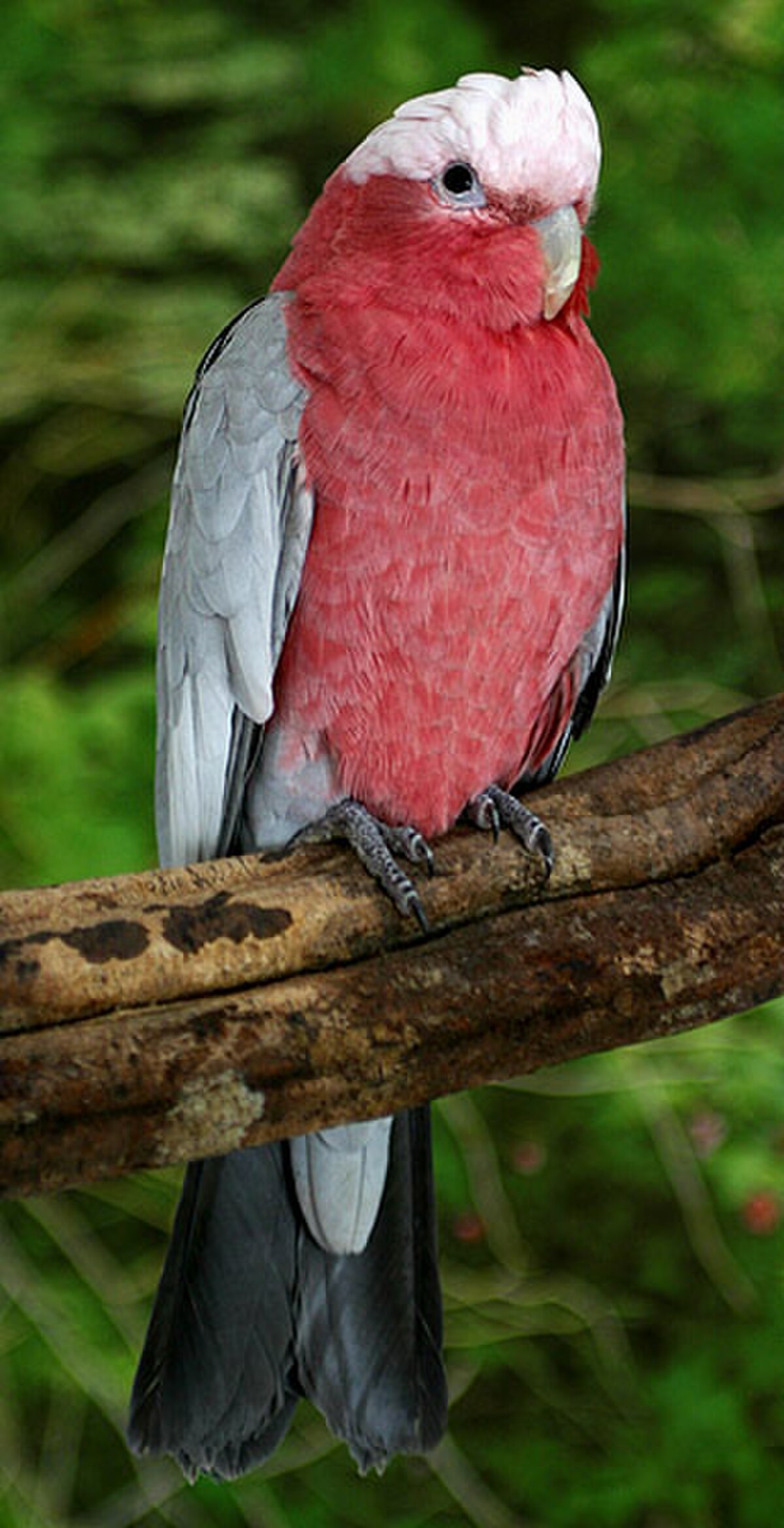 Cacatoès rosalbin