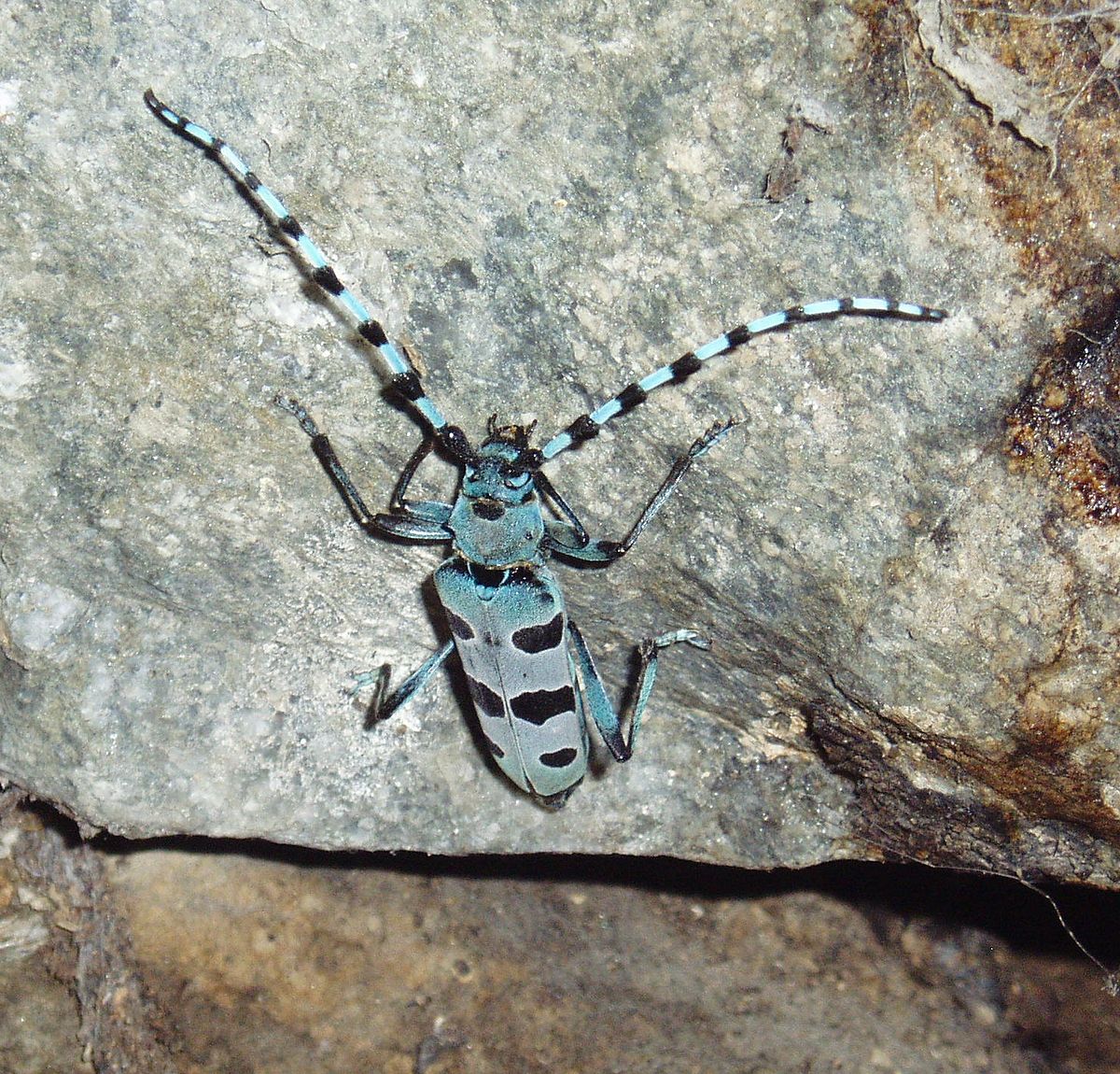 Cerambycidae