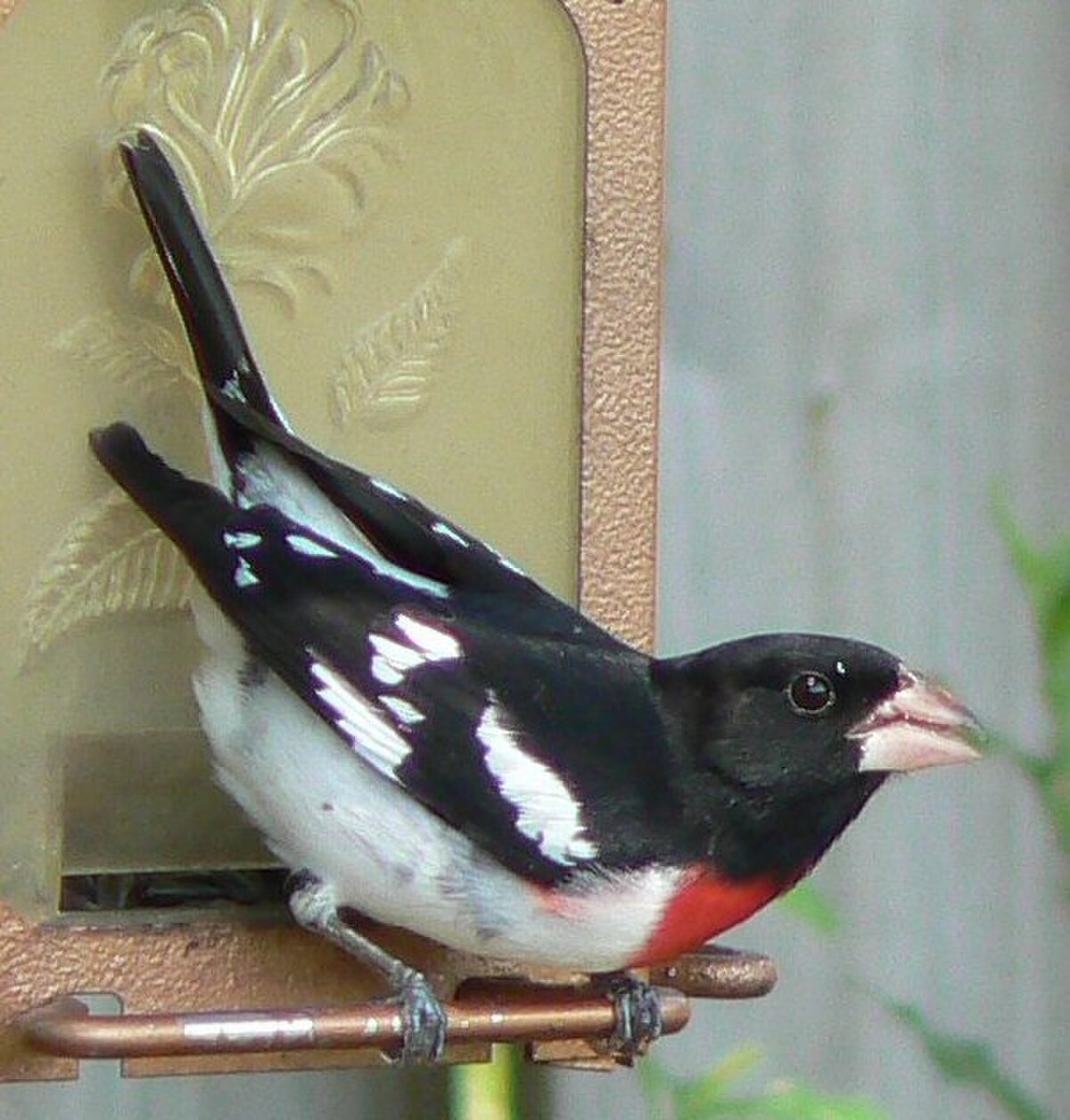 Cardinal à poitrine rose
