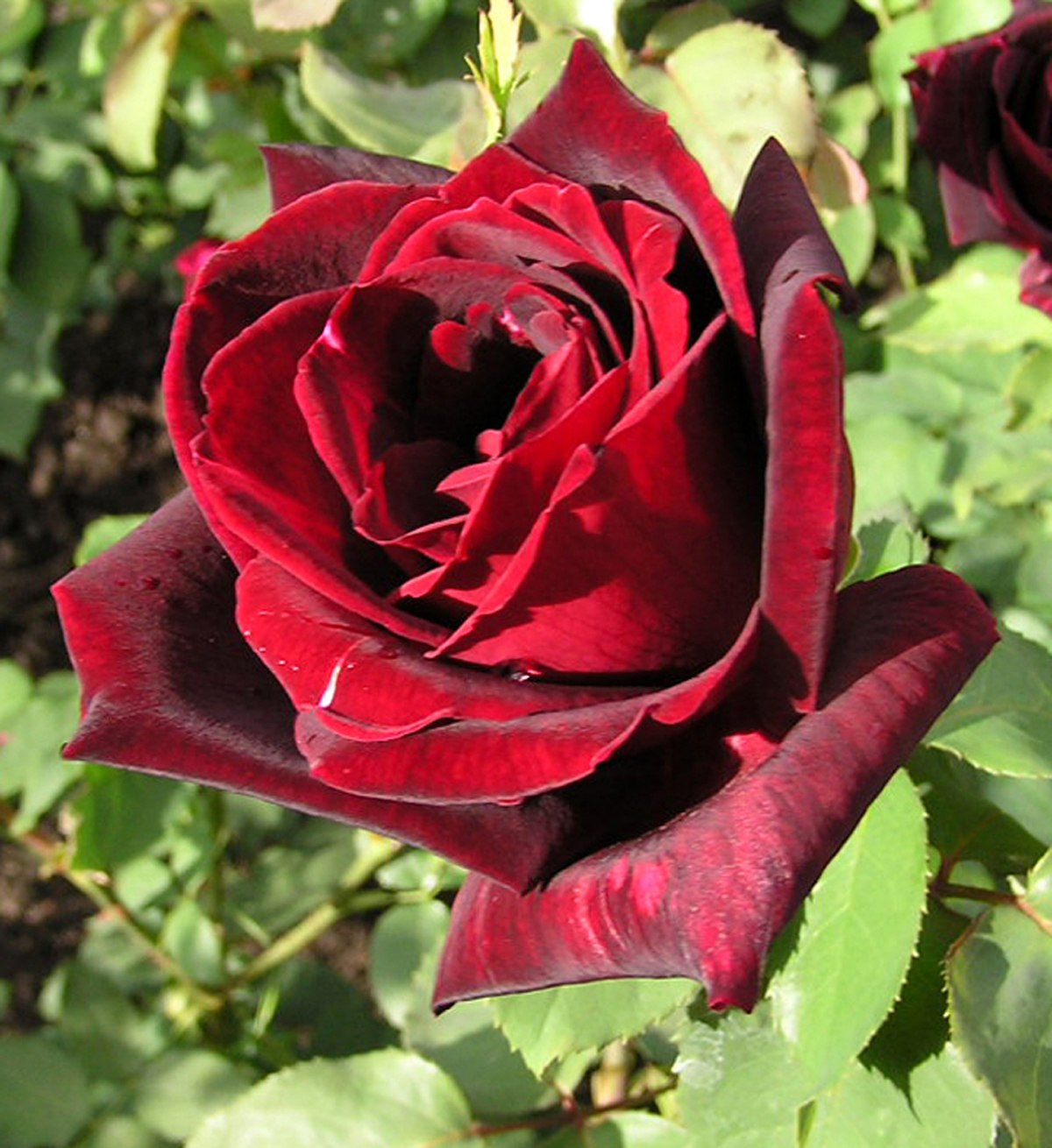 Rose Papa Meilland.jpg