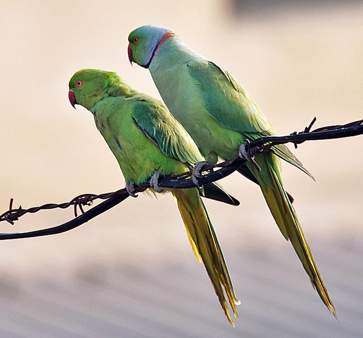 Couple de perruches à collier (le mâle est à droite)