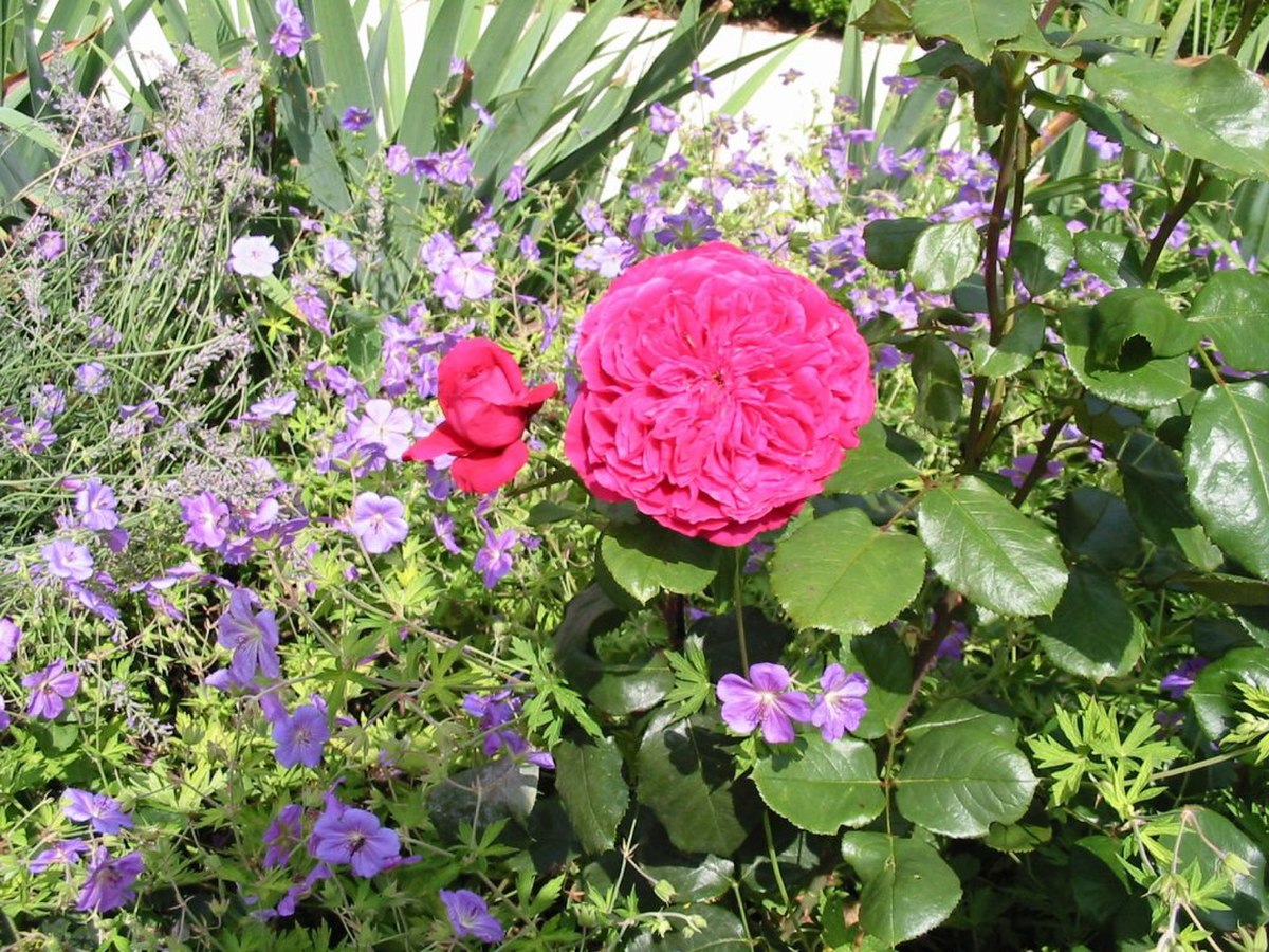 Cultivars de roses portant des noms de célébrités
