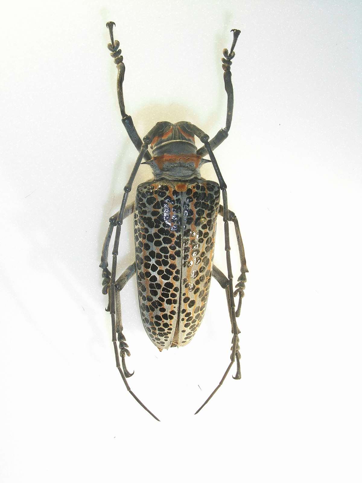 Rosenbergia