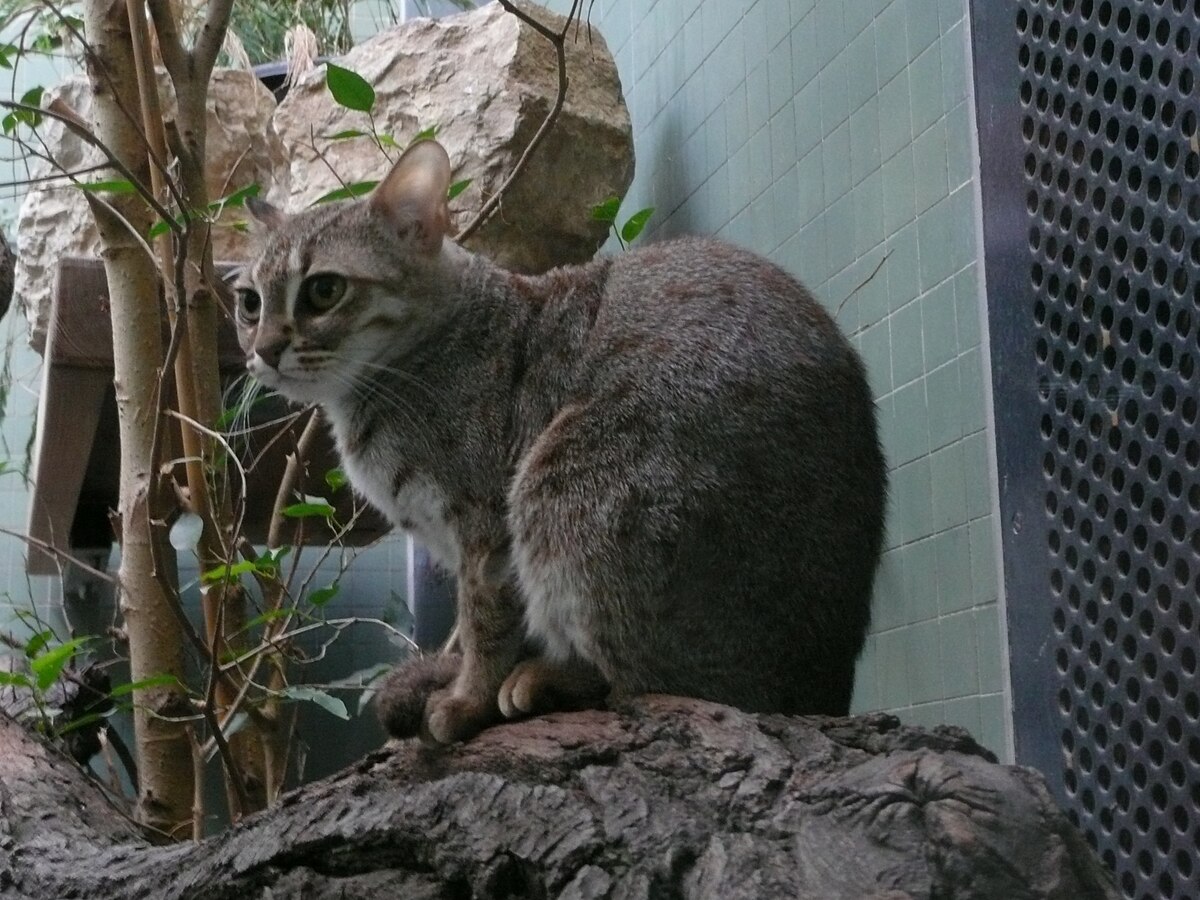 Chat rubigineux