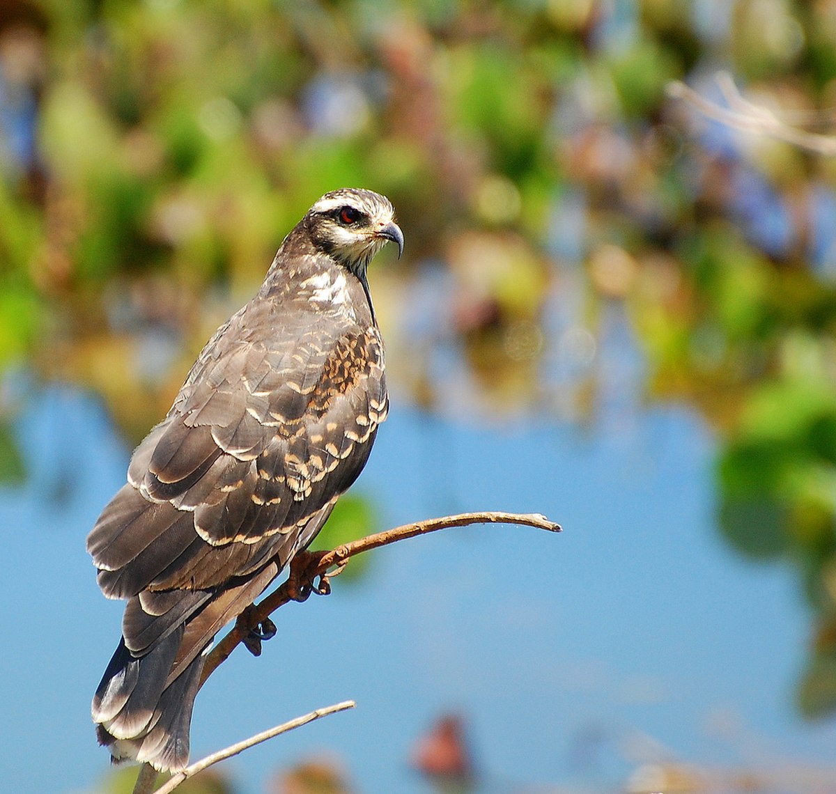 Rostrhamus sociabilis.jpg