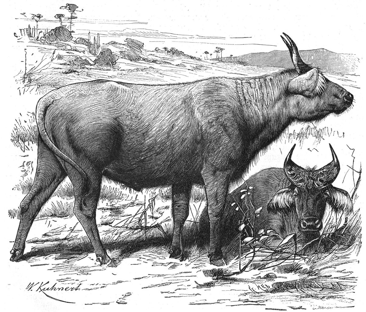 Bovinae