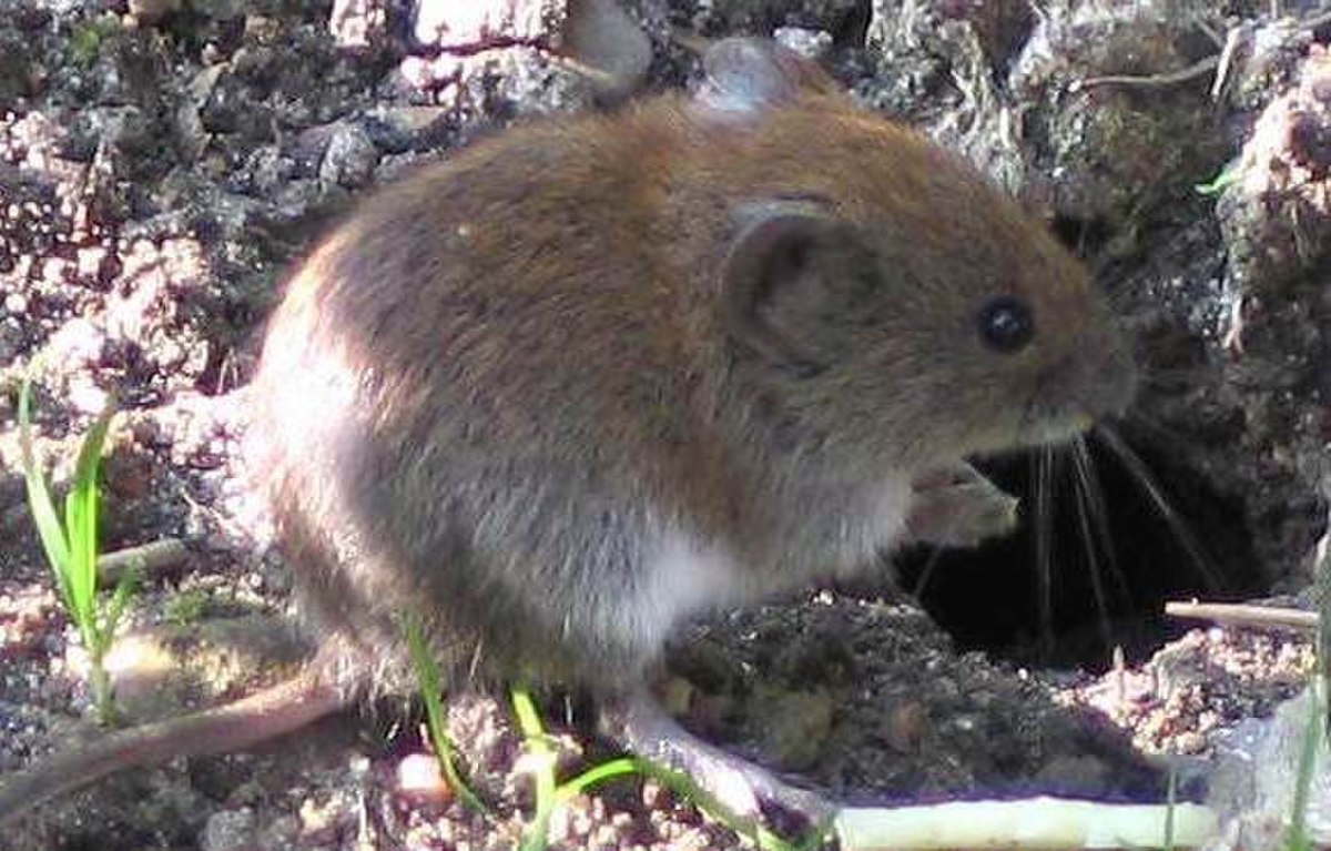 Clethrionomys glareolus