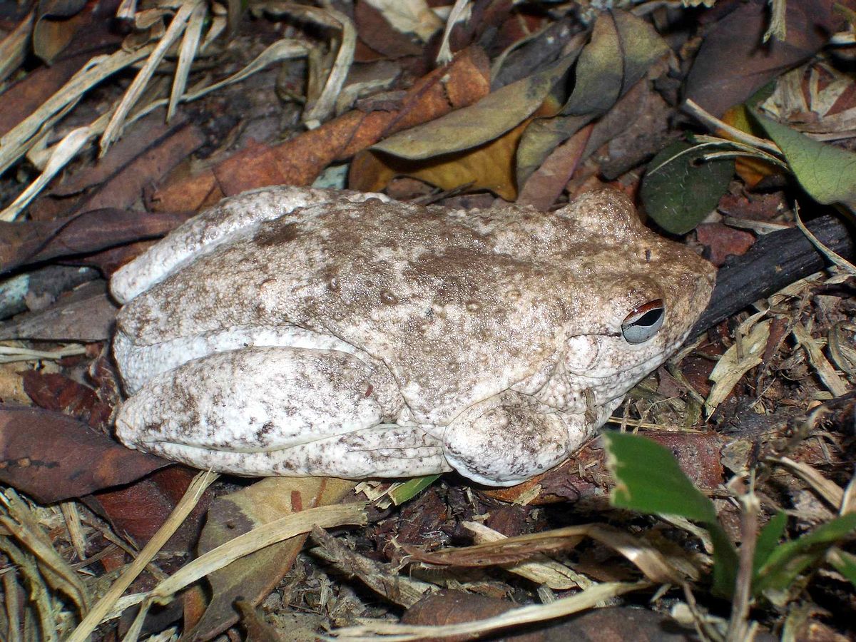 Litoria rothii