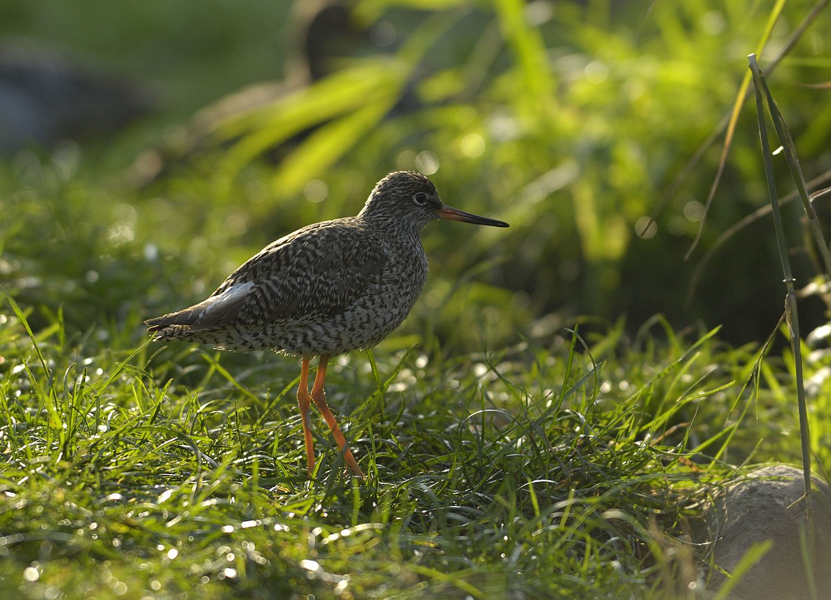 Charadriiformes