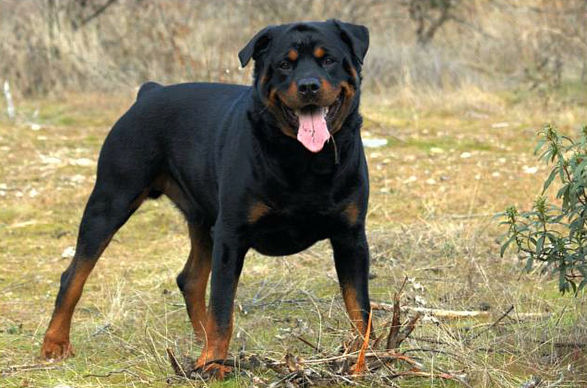 Rottweiler