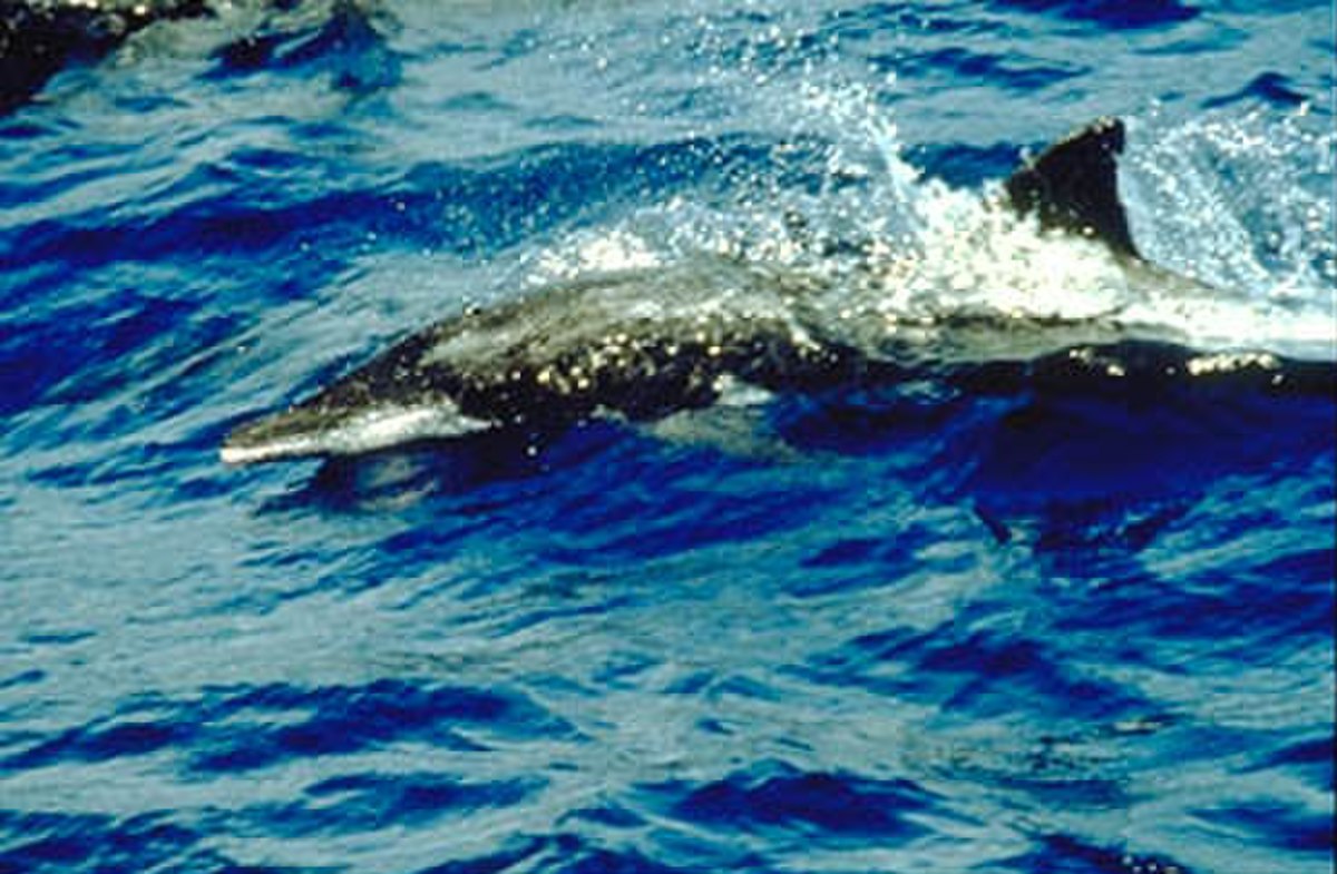 Steno bredanensis