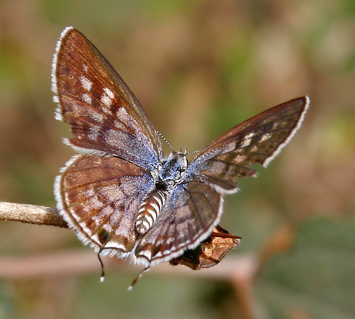 Tarucus