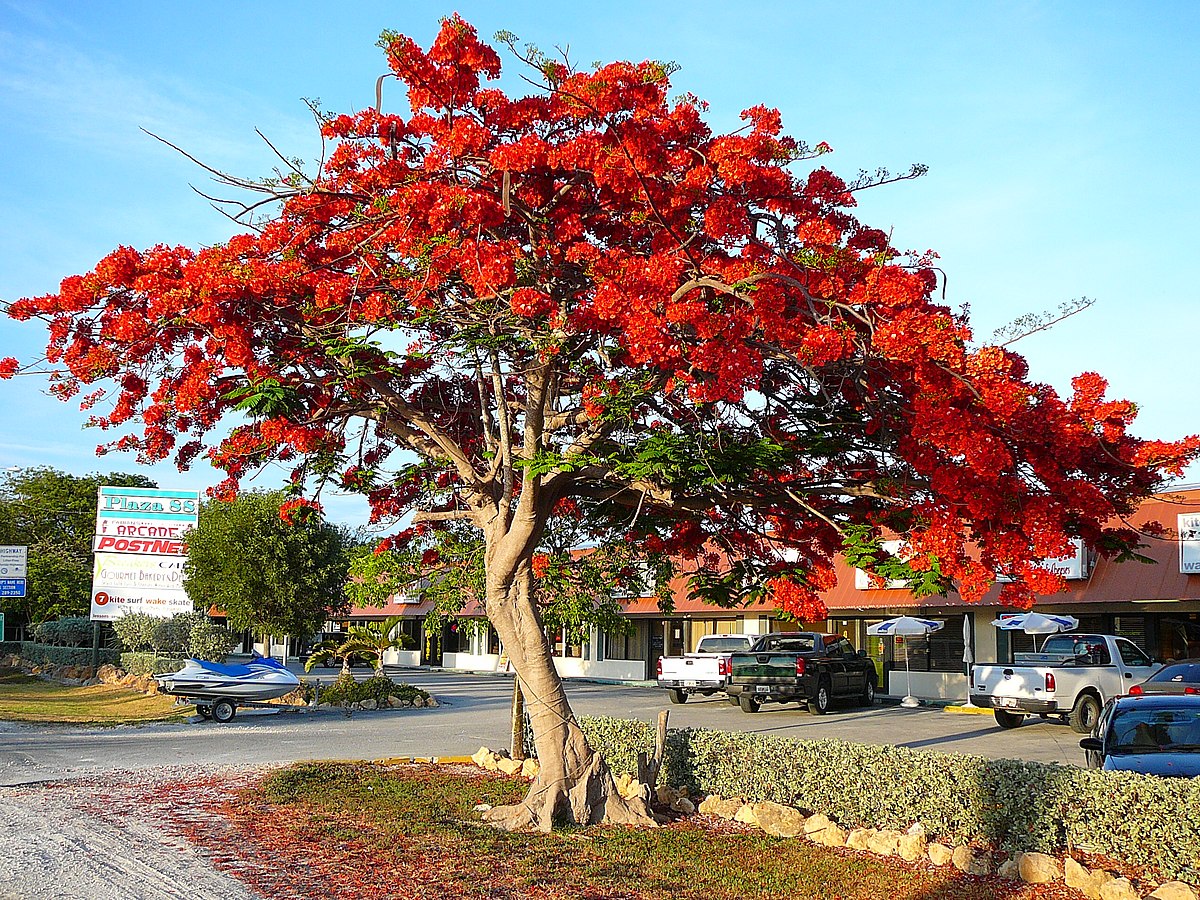 Royal Poinciana.jpg