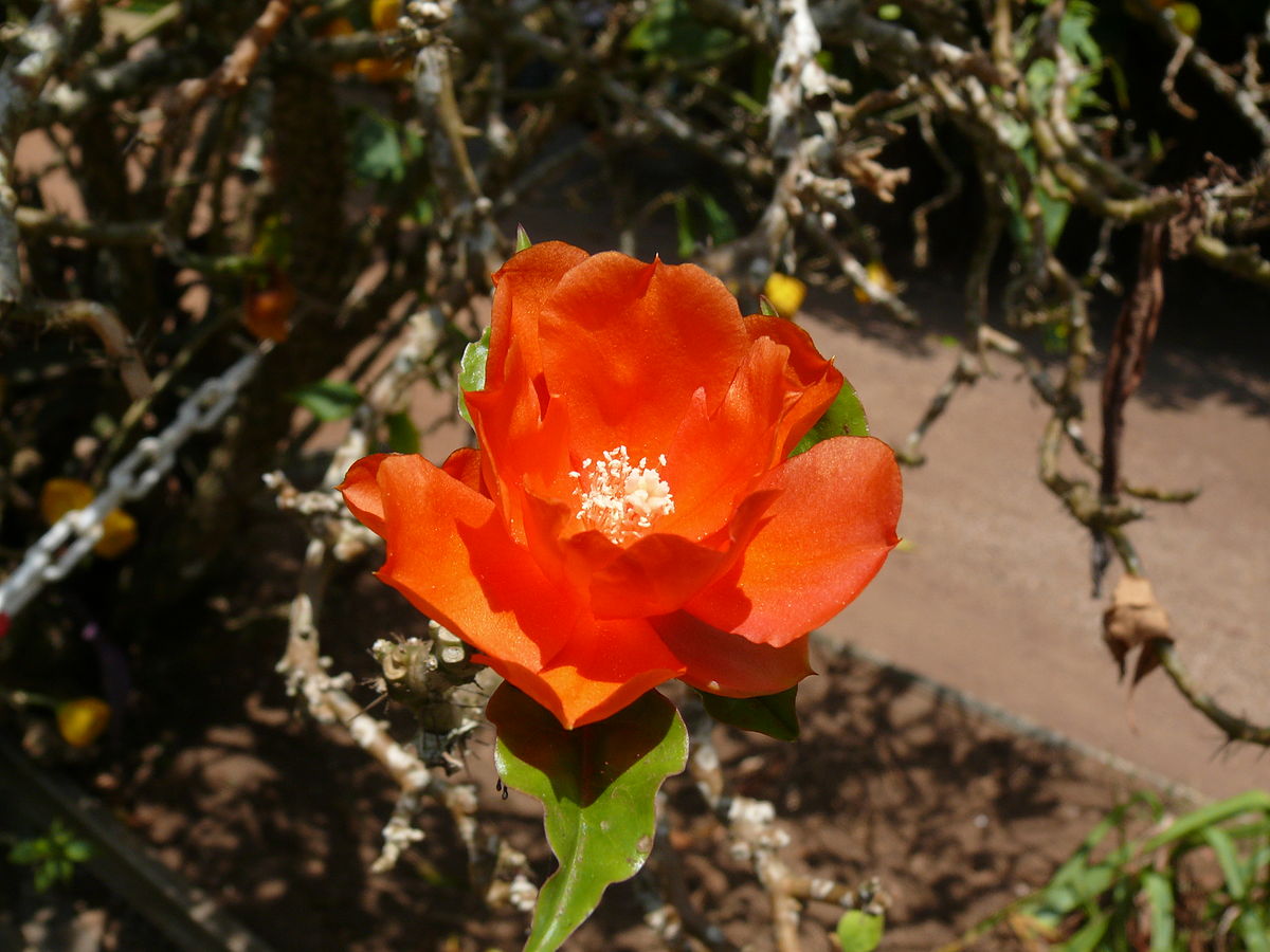 Pereskia bleo