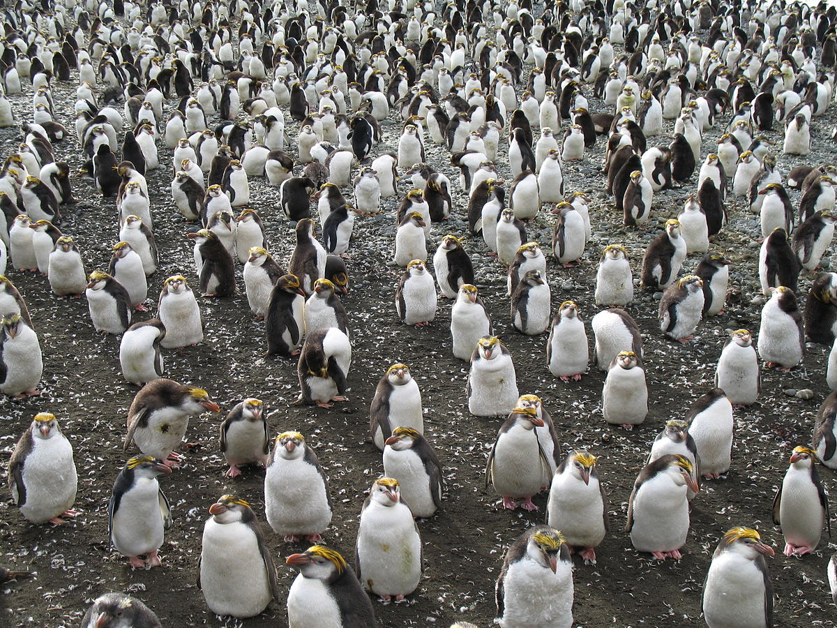 Oiseaux de l'Île Macquarie