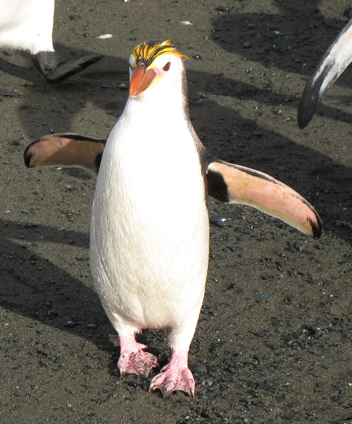 Gorfou de Schlegel