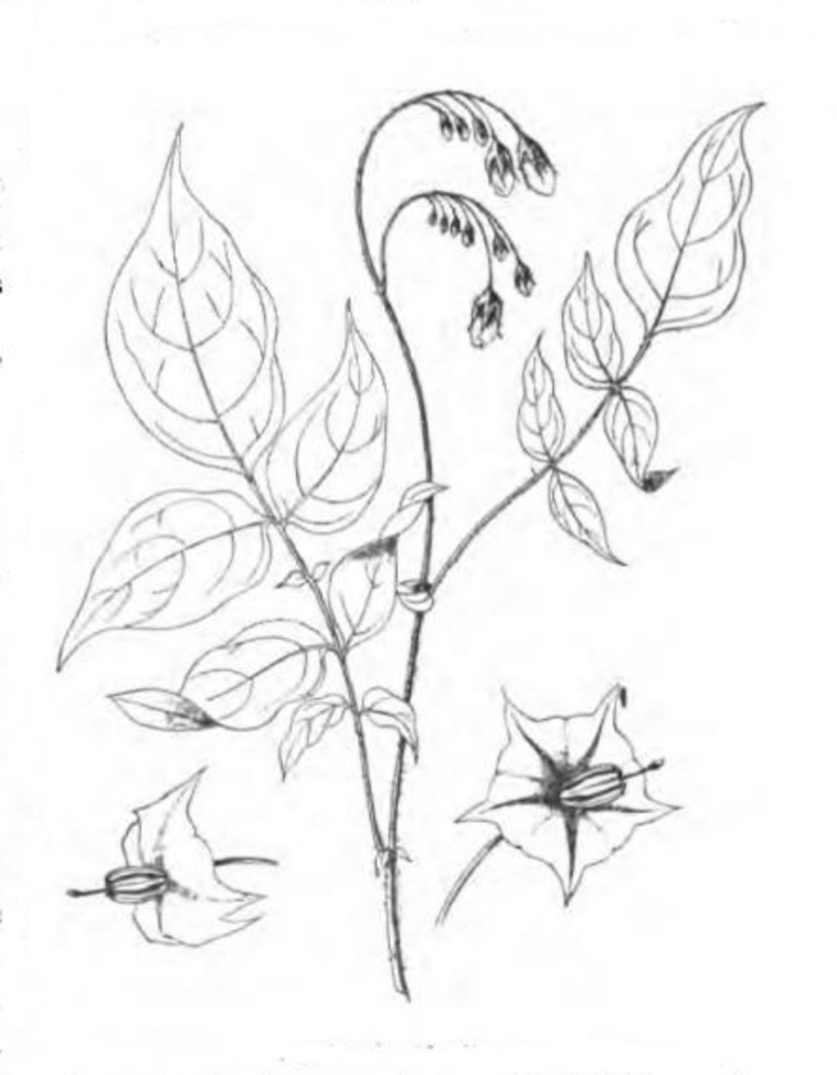 Solanum maglia