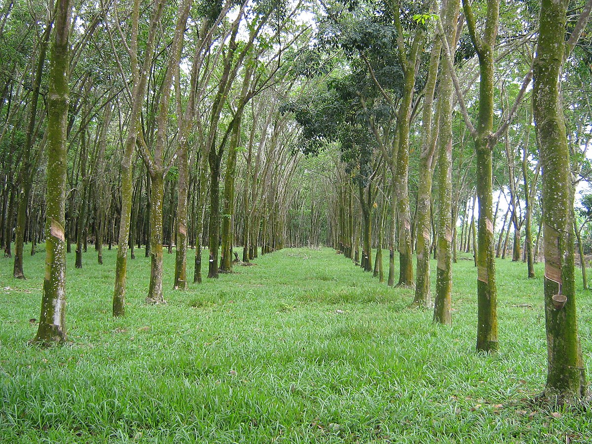 Plantation