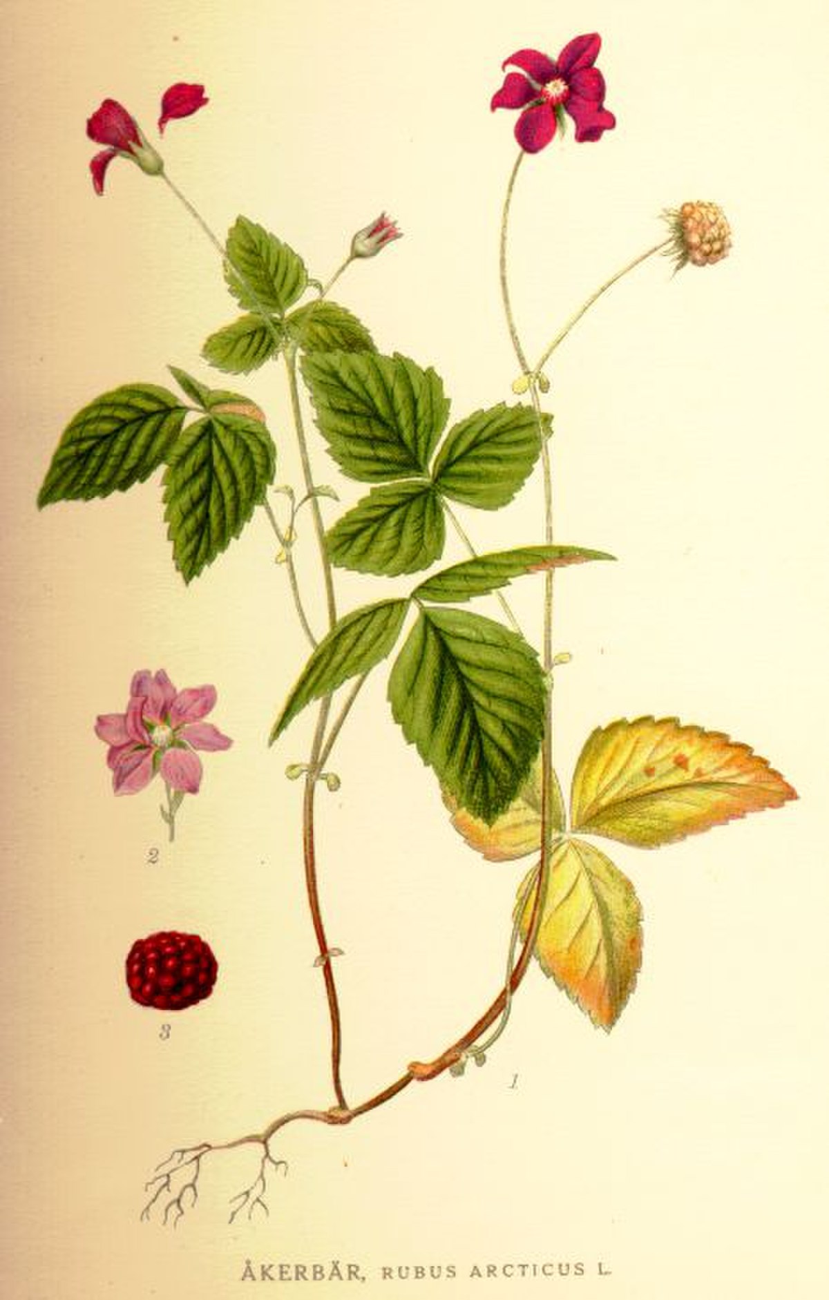 Rubus