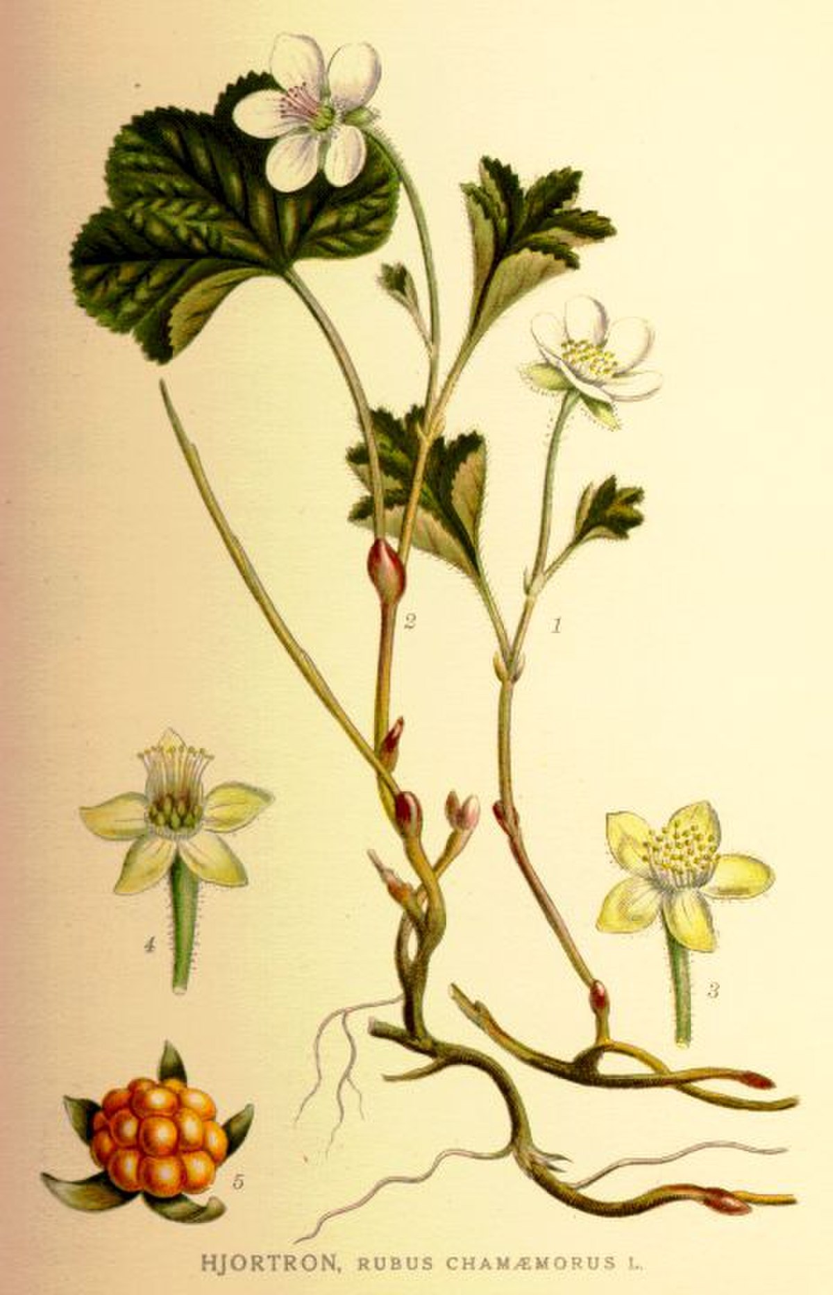 Plaquebière