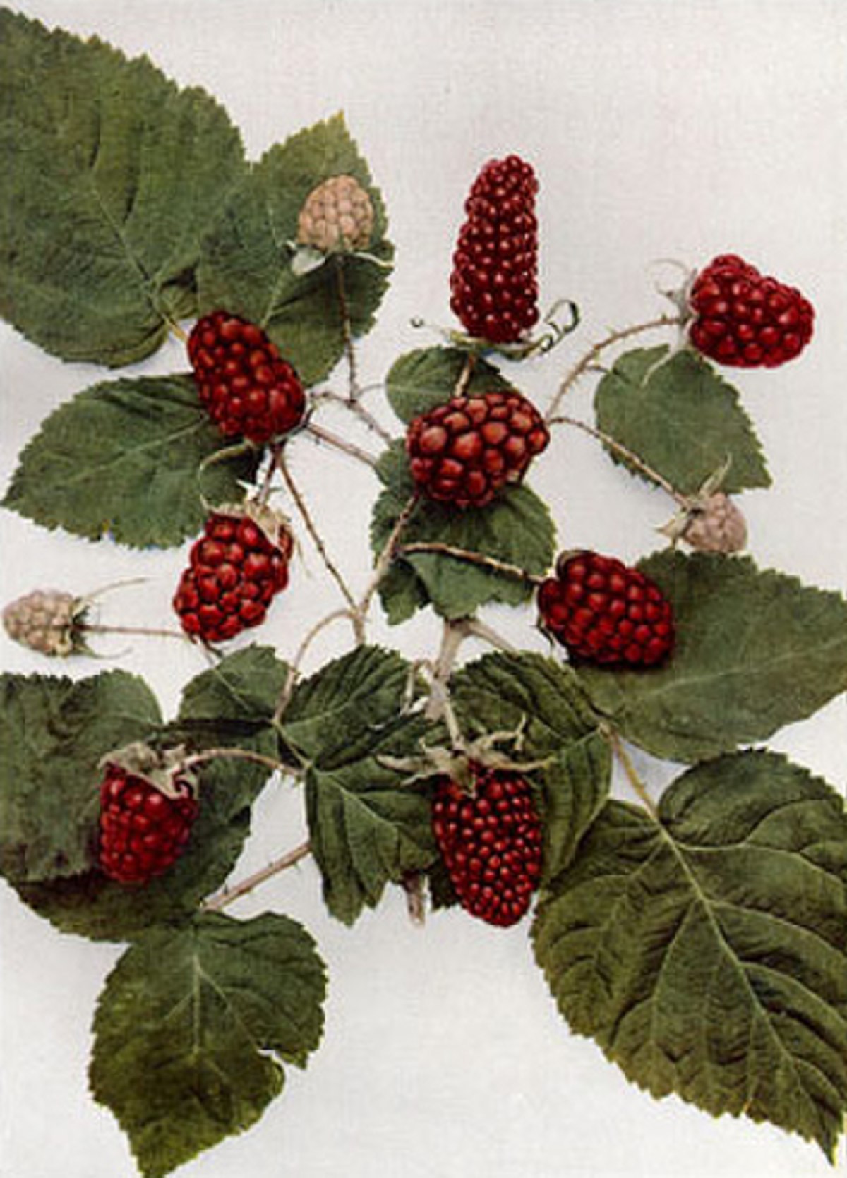 Rubus ×loganobaccus