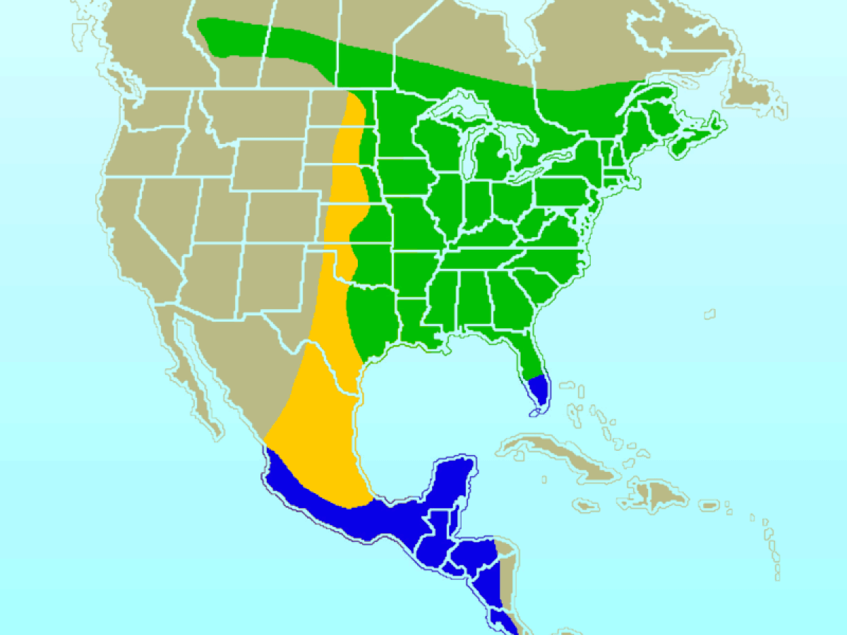 vert : zone estivale bleu : zone hivernale jaune : chemin migratoire