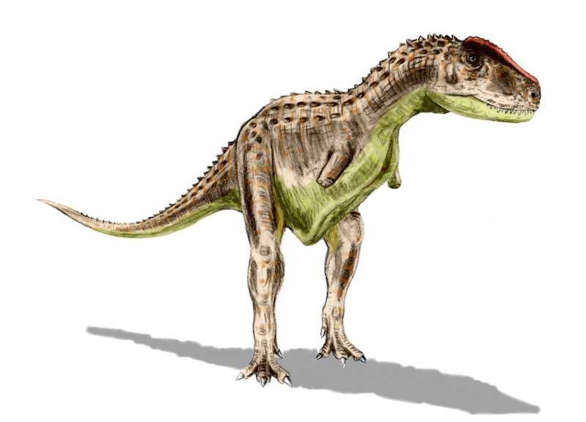 Illustration de Rugops primus