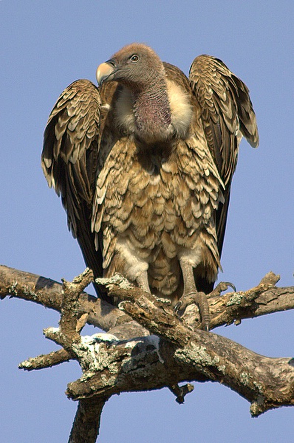 Vautour de Rüppell
