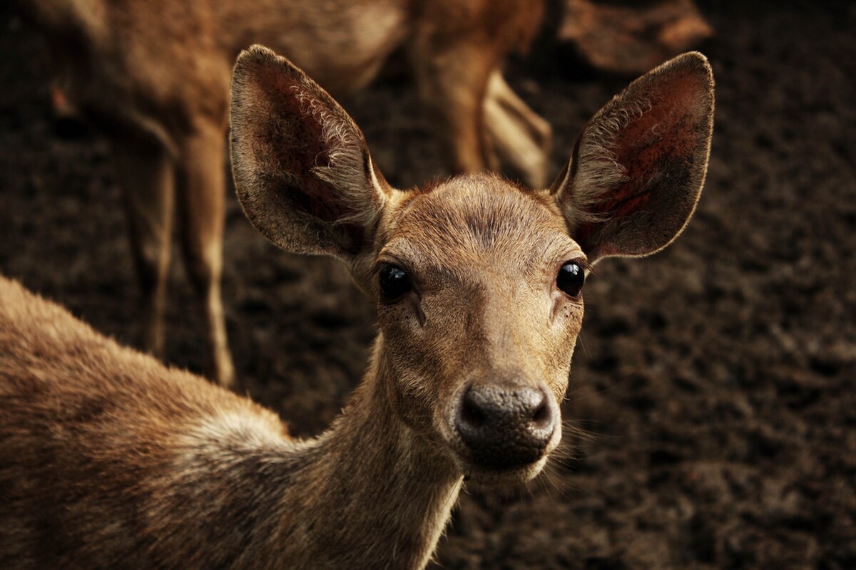 Cerf rusa