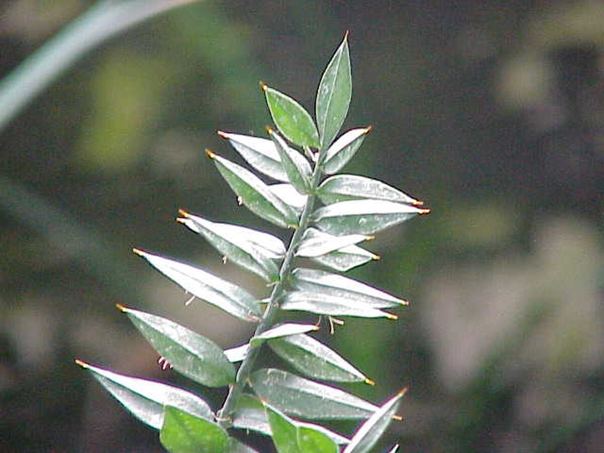 Ruscaceae
