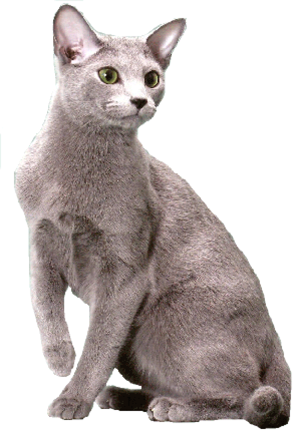 Bleu russe