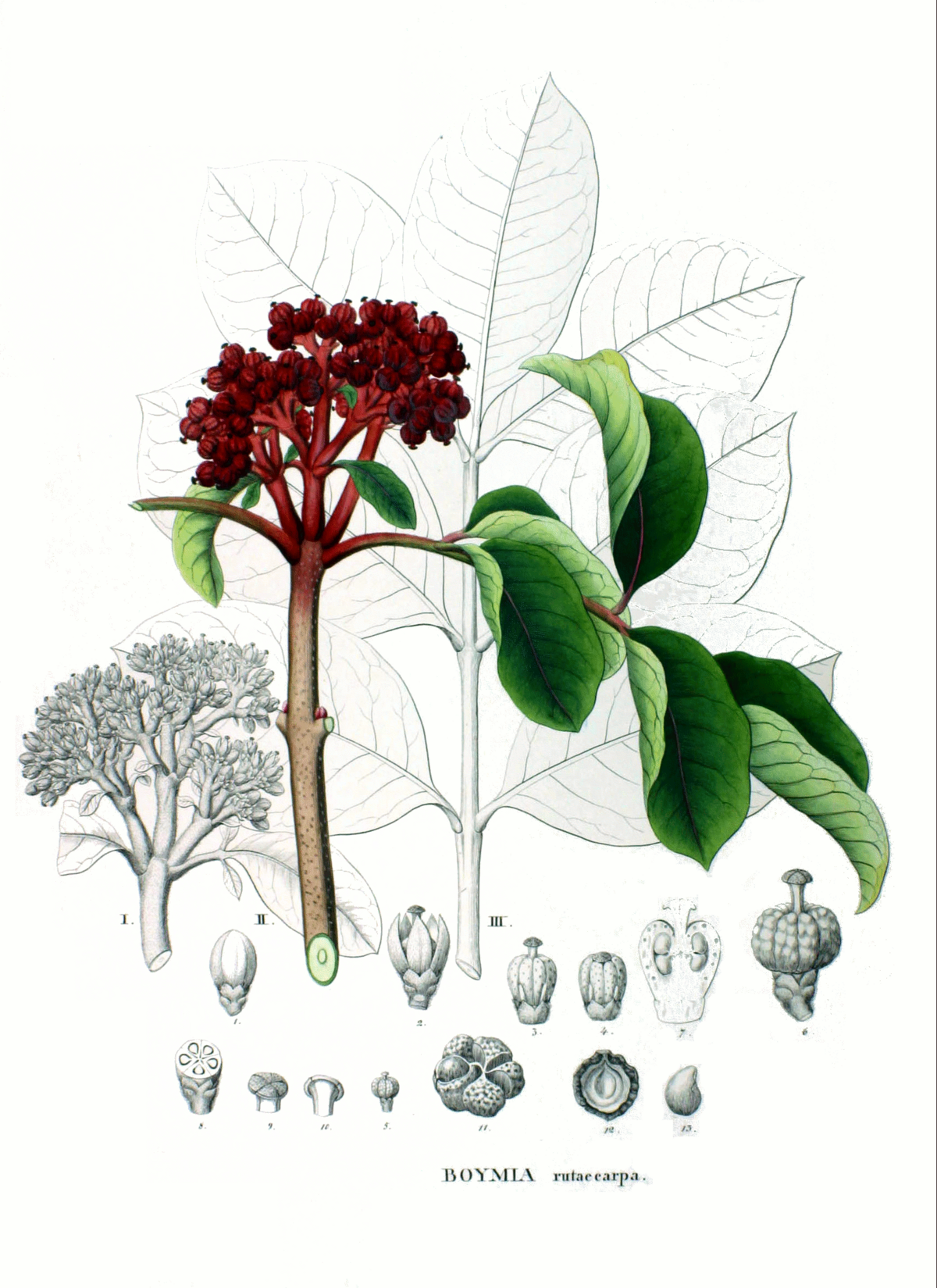 Euodia