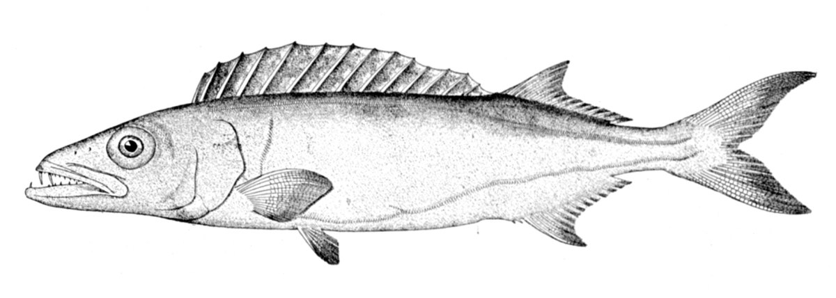 Gempylidae