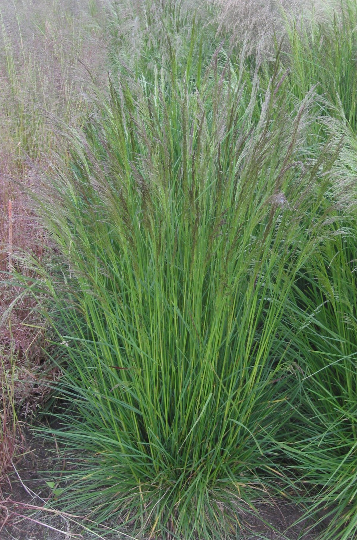 Deschampsia