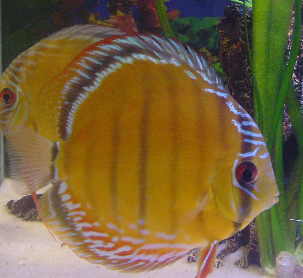 Discus commun
